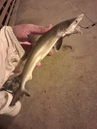 Image result for Rhizoprionodon terraenovae