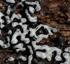 Attēlu rezultāti vaicājumam “Physarum cinereum macro”