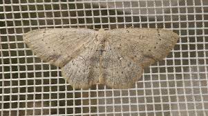 Attēlu rezultāti vaicājumam “Cyclophora albipunctata”