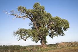 Attēlu rezultāti vaicājumam “Populus nigra leaf”