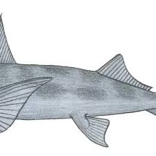 Image result for Callorhinchus capensis