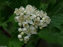 Attēlu rezultāti vaicājumam “Sorbus hybrida”