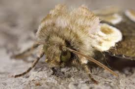 Attēlu rezultāti vaicājumam “Thyatira batis imago”