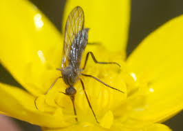 Attēlu rezultāti vaicājumam “Empis sp.”