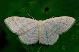 Attēlu rezultāti vaicājumam “Scopula floslactata”