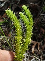 Attēlu rezultāti vaicājumam “Huperzia selago”