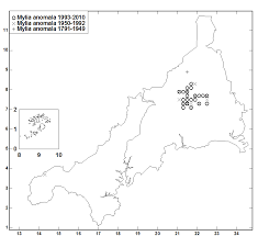 Attēlu rezultāti vaicājumam “Mylia anomala”