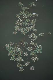 Attēlu rezultāti vaicājumam “Trapaceae”