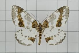 Attēlu rezultāti vaicājumam “Abraxas sylvata larva”