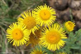 Attēlu rezultāti vaicājumam “Inula britannica”