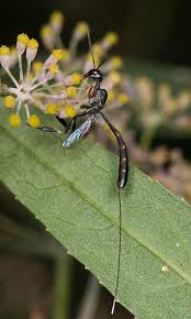Attēlu rezultāti vaicājumam “Gasteruption jaculator imago”