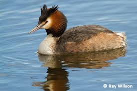 Attēlu rezultāti vaicājumam “Podiceps cristatus adult”