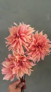Image result for Dahlia x pinnata `Redskin`