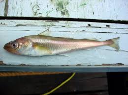 Image result for Boreogadus saida