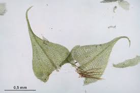 Attēlu rezultāti vaicājumam “Sciuro-hypnum reflexum”