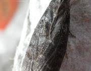 Attēlu rezultāti vaicājumam “Ortholepis betulae”