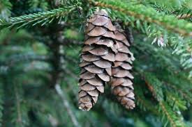 Attēlu rezultāti vaicājumam “Picea orientalis”