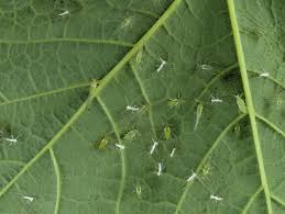 Attēlu rezultāti vaicājumam “Drepanosiphum platanoidis exuvia”