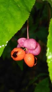 Attēlu rezultāti vaicājumam “Euonymus verrucosus fruit”