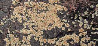 Attēlu rezultāti vaicājumam “Mollisia amenticola”