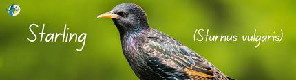 Attēlu rezultāti vaicājumam “Sturnus vulgaris male”