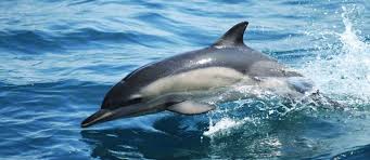 Image result for Delphinus delphis