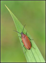 Attēlu rezultāti vaicājumam “Pseudocistela ceramboides”
