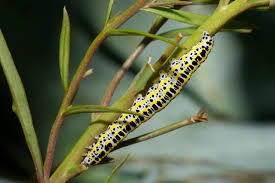 Attēlu rezultāti vaicājumam “Calophasia lunula larva”