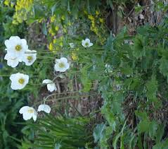 Attēlu rezultāti vaicājumam “Anemone sylvestris fruit”