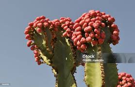 Attēlu rezultāti vaicājumam “Euphorbia palustris fruit”