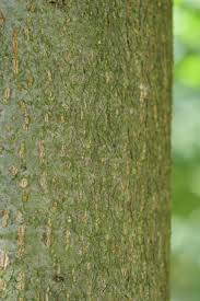 Attēlu rezultāti vaicājumam “Tilia platyphyllos Laciniata”