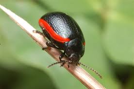 Attēlu rezultāti vaicājumam “Chrysolina sanguinolenta”