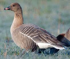 Attēlu rezultāti vaicājumam “Anser brachyrhynchus”