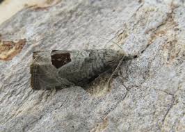 Attēlu rezultāti vaicājumam “Notocelia uddmanniana”