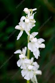 Attēlu rezultāti vaicājumam “Orchis mascula flower”