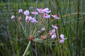 Attēlu rezultāti vaicājumam “Butomaceae”