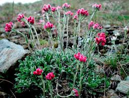 Attēlu rezultāti vaicājumam “Antennaria dioica”