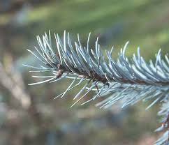 Attēlu rezultāti vaicājumam “Pseudotsuga menziesii var. glauca”