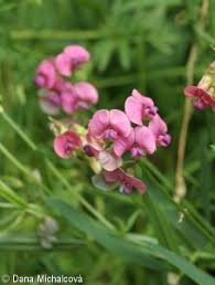 Attēlu rezultāti vaicājumam “Lathyrus sylvestris fruit”