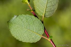 Attēlu rezultāti vaicājumam “Salix myrsinifolia”