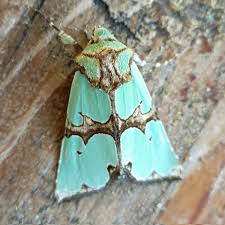 Attēlu rezultāti vaicājumam “Staurophora celsia”