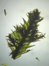 Attēlu rezultāti vaicājumam “Leucodon sciuroides”