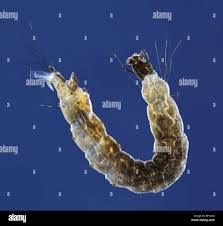 Attēlu rezultāti vaicājumam “Chironomidae larvae”