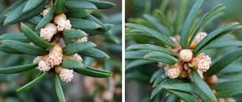 Attēlu rezultāti vaicājumam “Taxus baccata male flower”