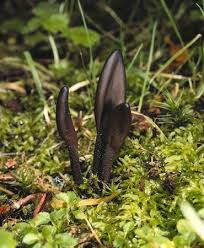 Attēlu rezultāti vaicājumam “Geoglossum sp.”