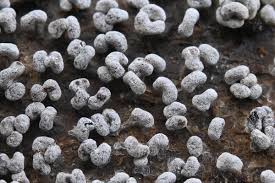 Attēlu rezultāti vaicājumam “Physarum bivalve”