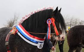 Image result for Staffordshire Stallions