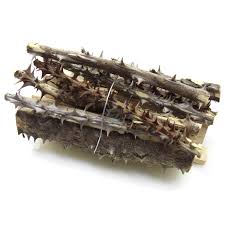 Attēlu rezultāti vaicājumam “Kalopanax septemlobus fruit”