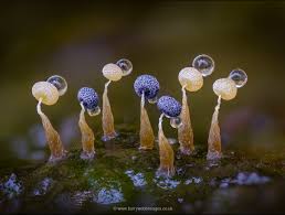 Attēlu rezultāti vaicājumam “Physarum album young”