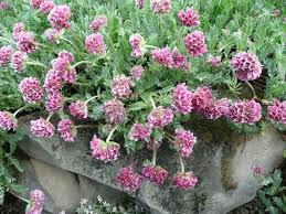 Image result for Anthyllis vulneraria rubra